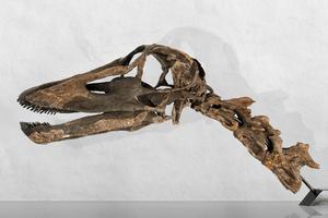 Skull of a Kaatedocus siberi