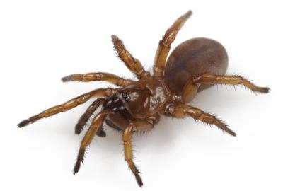 <I>Myrmekiaphila tigris</I> Female