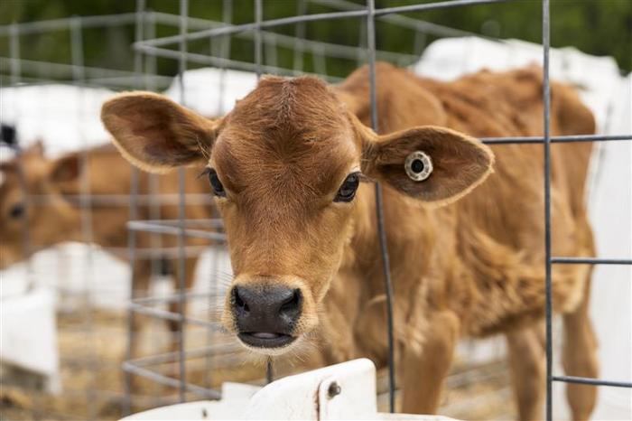 RuFaS Calf