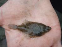 Juvenile English Sole