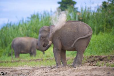 Bornean Elephant