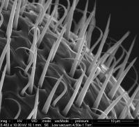 Bee Antennae Offer Links between the Evolution of Social Behavior and Communication