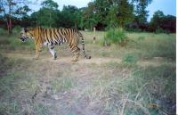 Tiger Caught