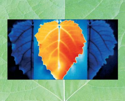 Grey Poplar Leaves