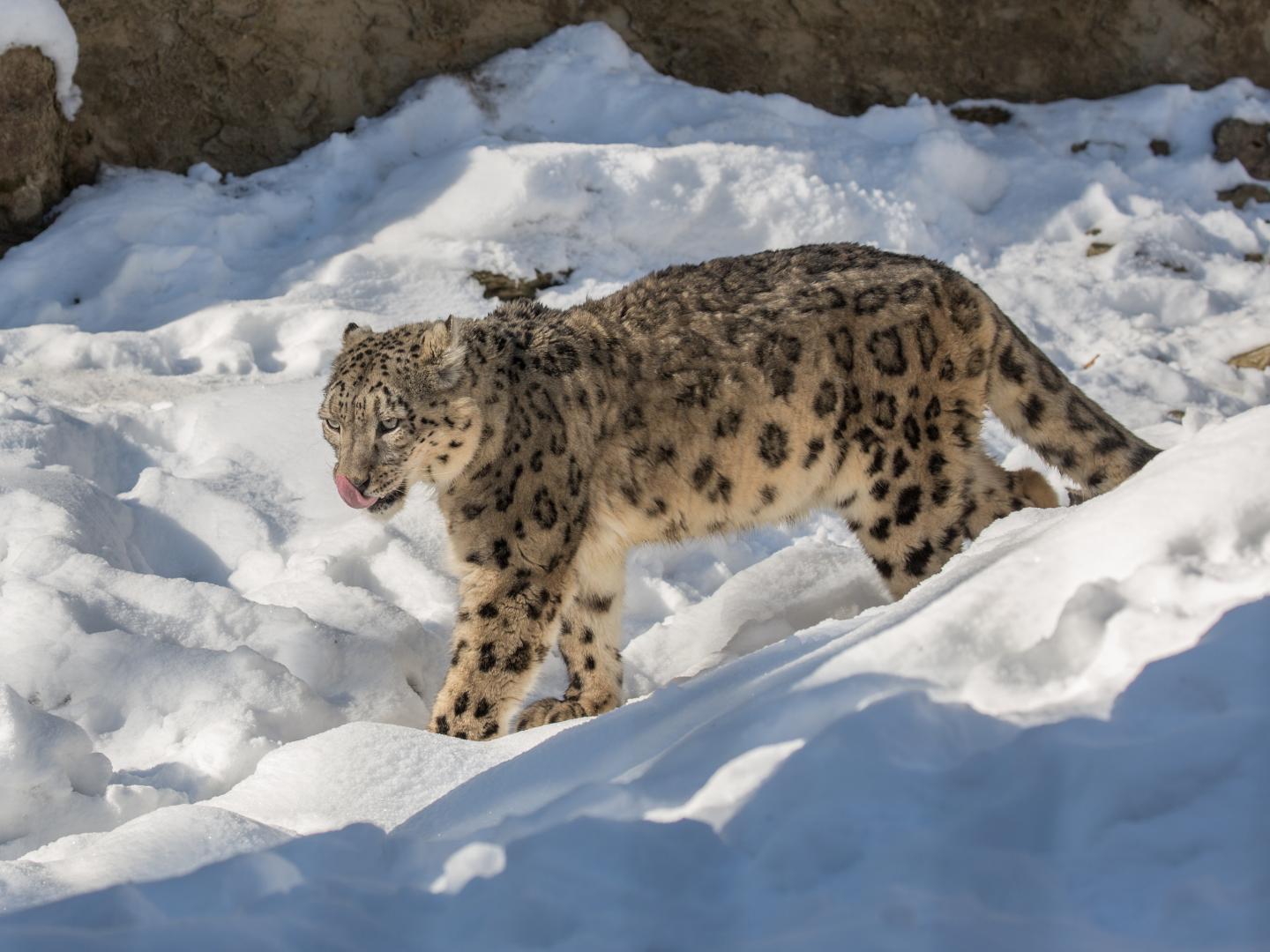 Snow Leopard