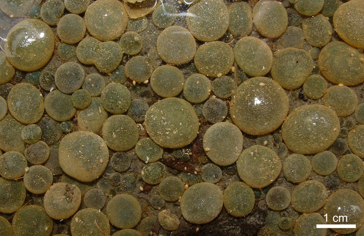 Modern Colonies of Cyanobacteria.