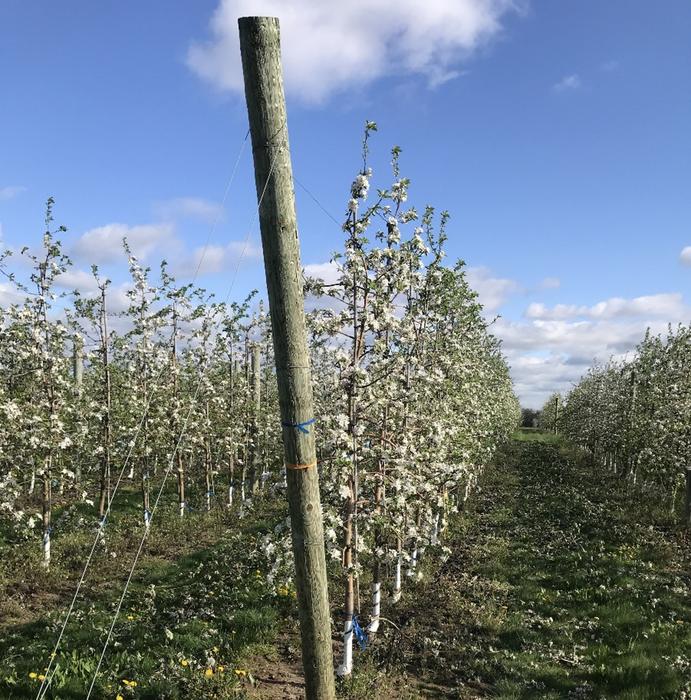 Apple trees in experimental setup