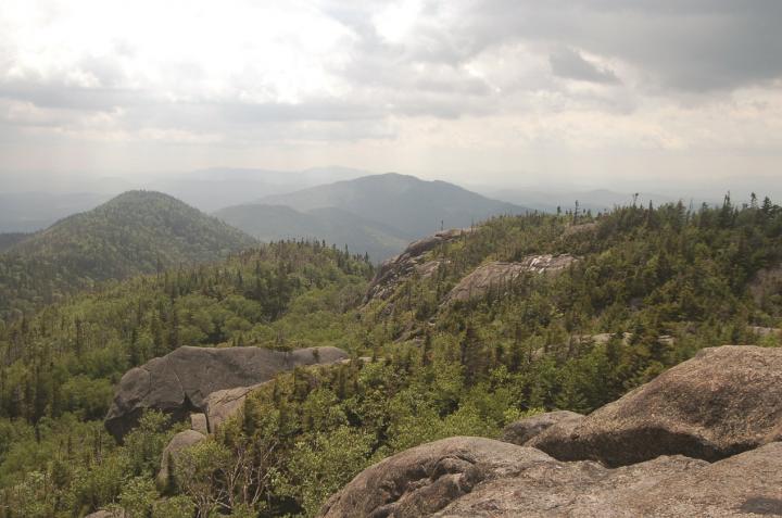 New York Forests May Be Peaking