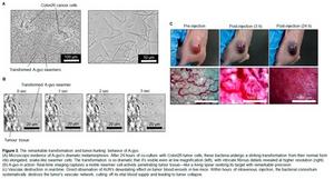 Figure3_MiyakoE_20250728