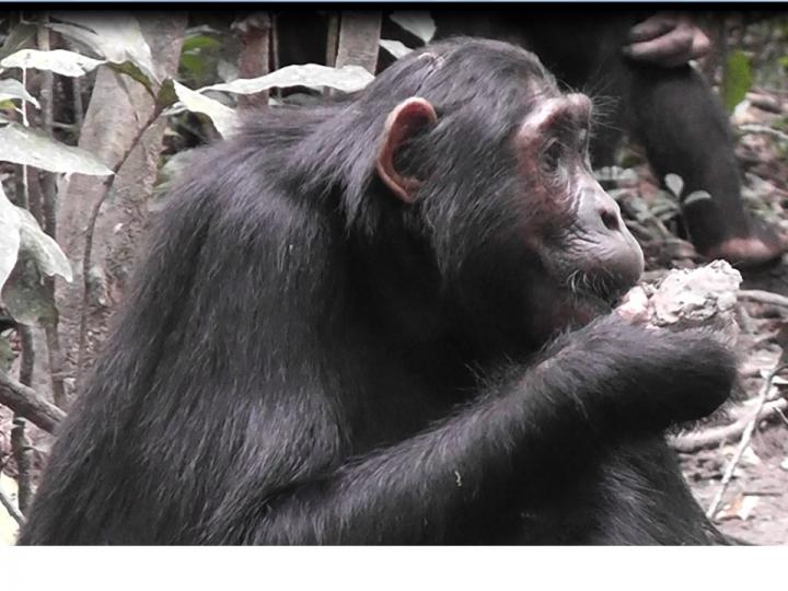Juvenile Male Zed Eats Clay