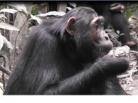 Juvenile Male Zed Eats Clay