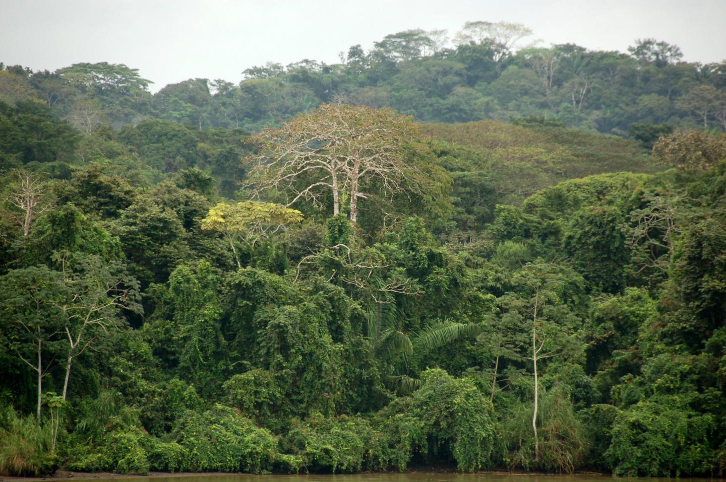 Tropical forest