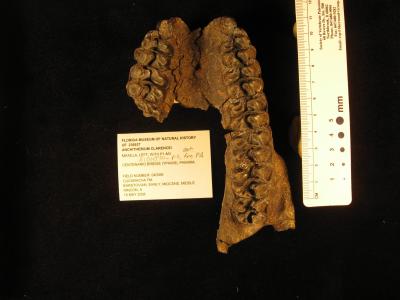 <i>Anchitherium Clarencei</i>