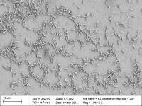 <i>Shewanella oneidensis</i> Bacteria Interacting with Carbon Electrode