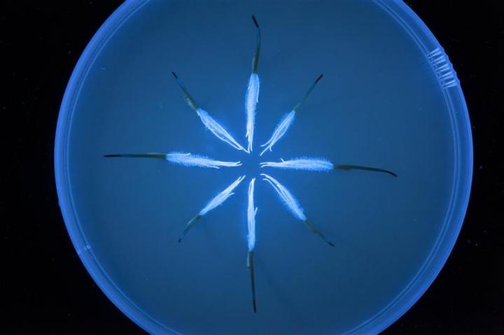 Glowing oat seedlings