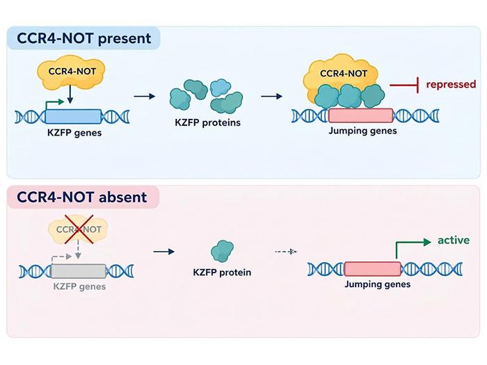CCR4-NOT Jumping gene repressor