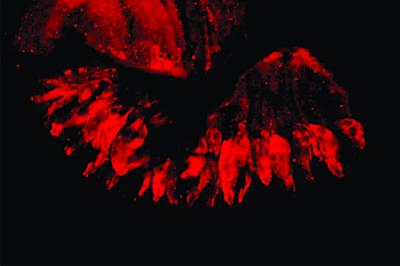 OBP49a Protein
