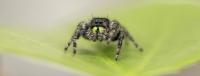 Jumping Spider