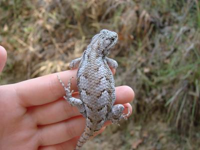 Fence Lizard (1 of 2)