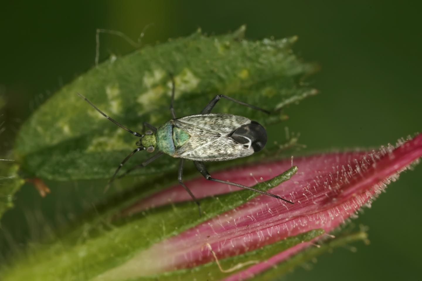 Example for a High-Maintenance Species