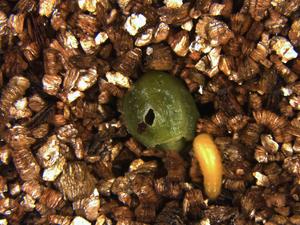 260305-Suetsugu-Cradle-Larva