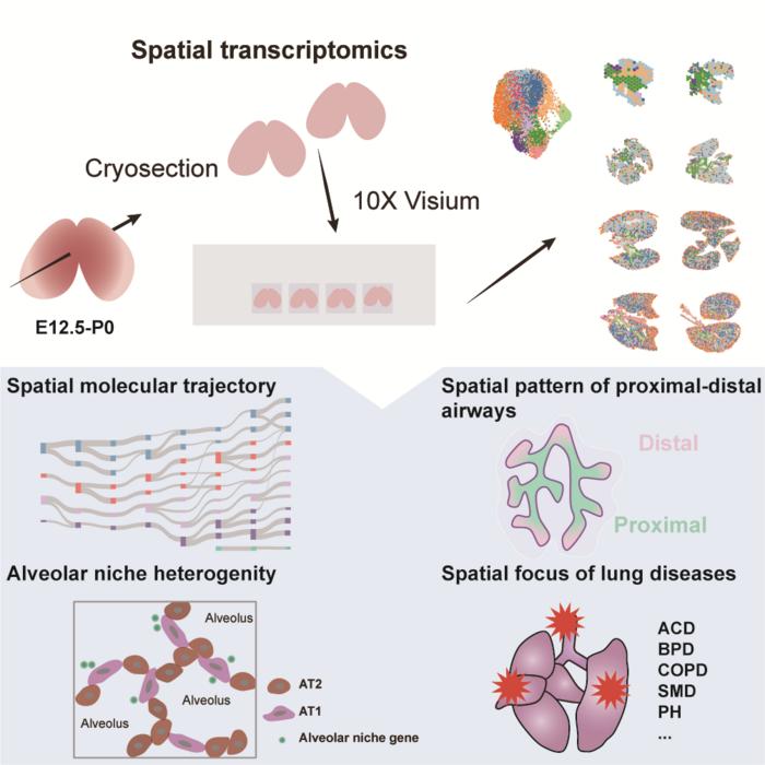 Spatiotemporal Molecular Atlas of Developing Mouse Lung