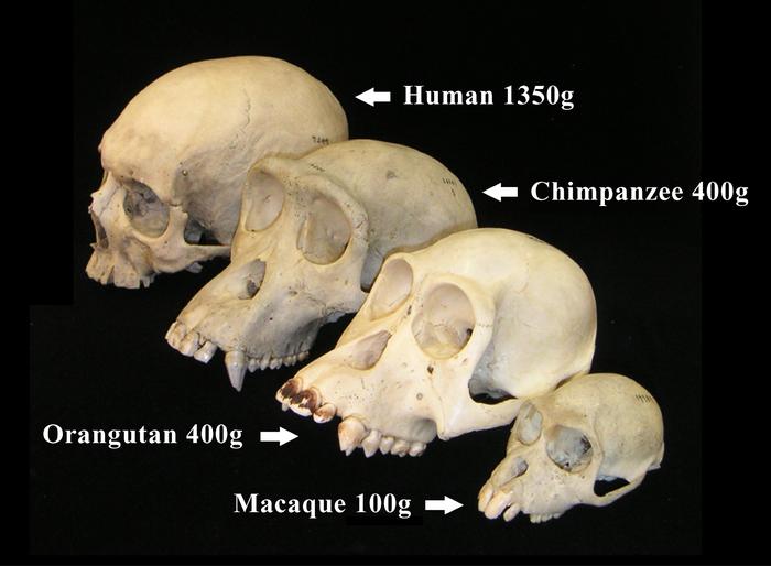 Evolutionary lags in the primate brain size/body size relationship revisited