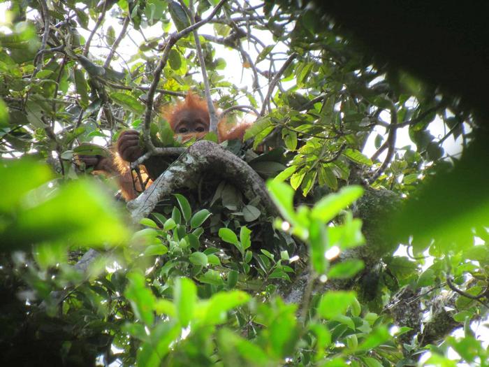 Immature Orangutan in a Nest