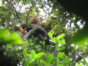 Immature Orangutan in a Nest
