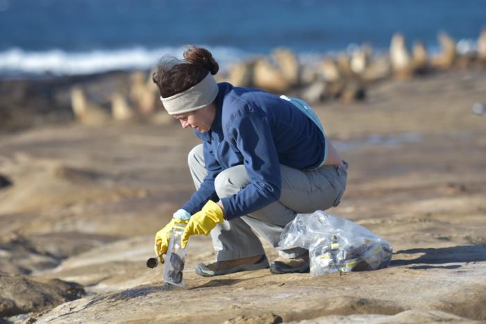Collecting sea lion scat samples