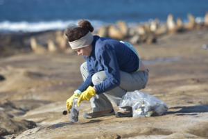 Collecting sea lion scat samples