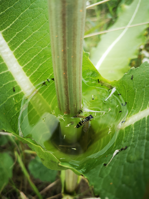 Fly pupae in teasel phytotelmata