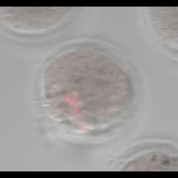 Empty Oocyte