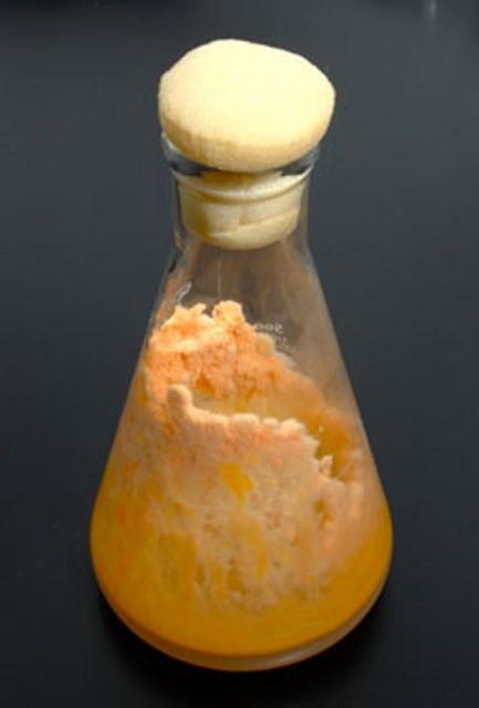 <i>Neurospora crassa</i>