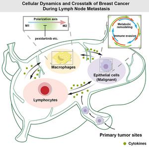 Cellular Dynamics and Crosstalk of Breast Cancer During Lymph Node Metastasis