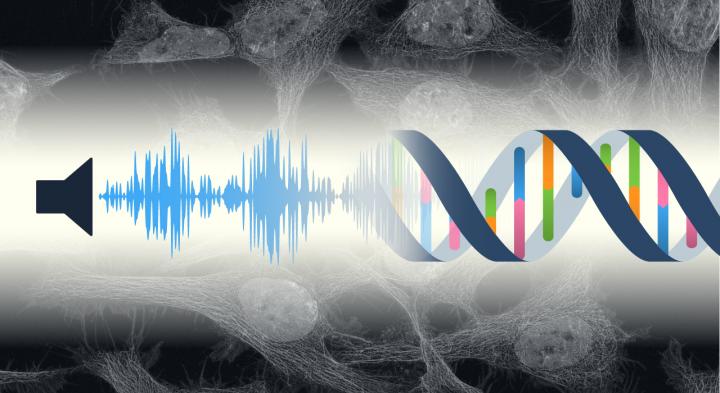 Do Cells Recognize Sound?