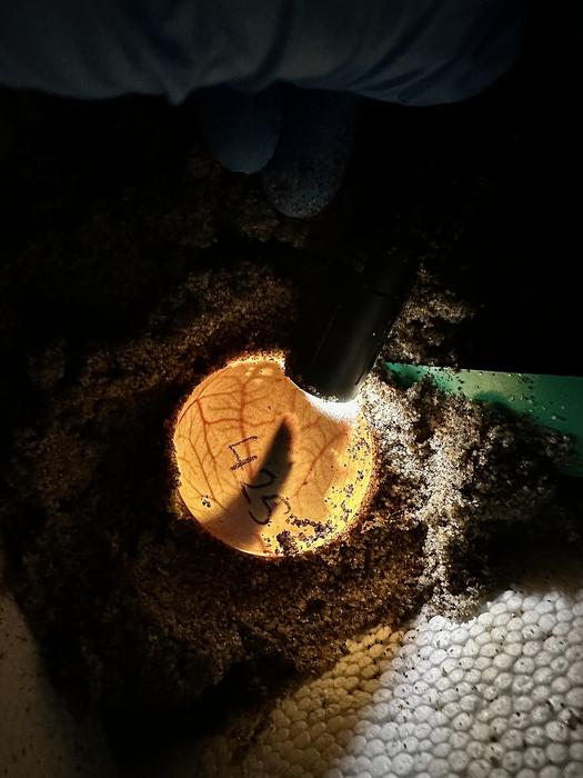 Sea Turtle Beginning