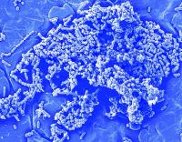 Microbe's Secret Language