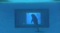 Dolphin Touchscreen (1 of 2)