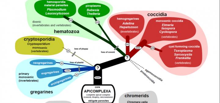 Apicomplex Organisms