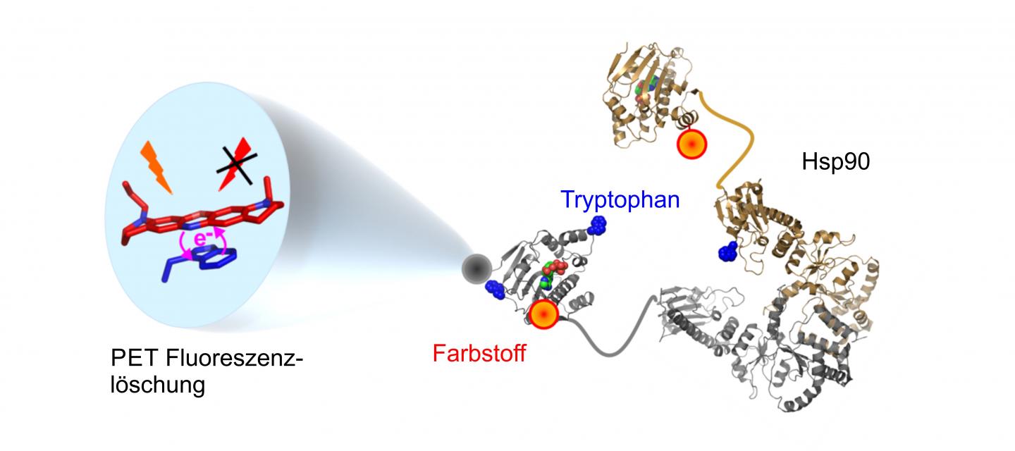 Observing In-Protein Motions