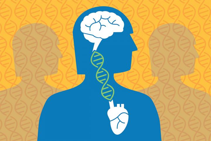 Brain-Heart Connections