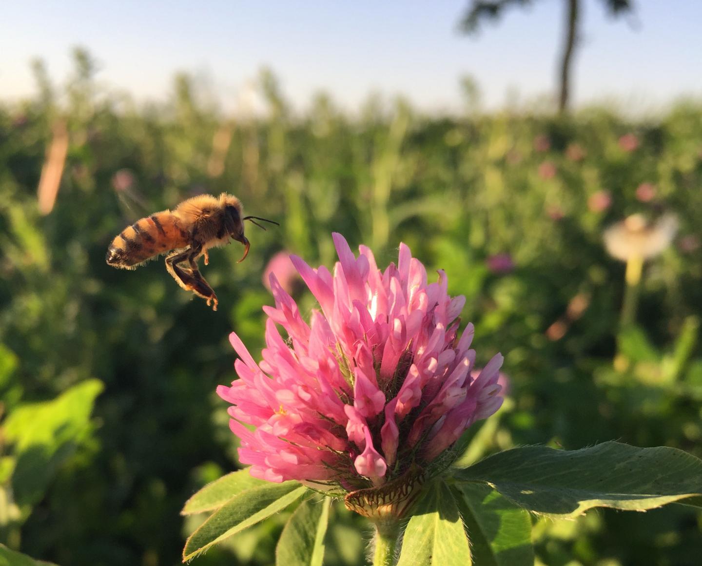 Honey Bee Worker
