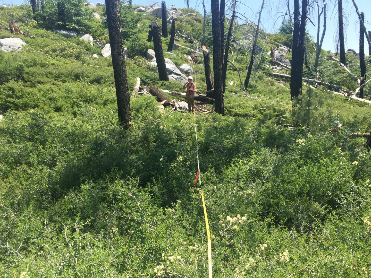 Researcher in Sierra Nevada Forest