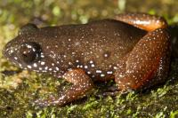 <i>Astrobatrachus kurichiyana</i>