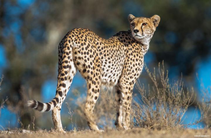 Cheetah