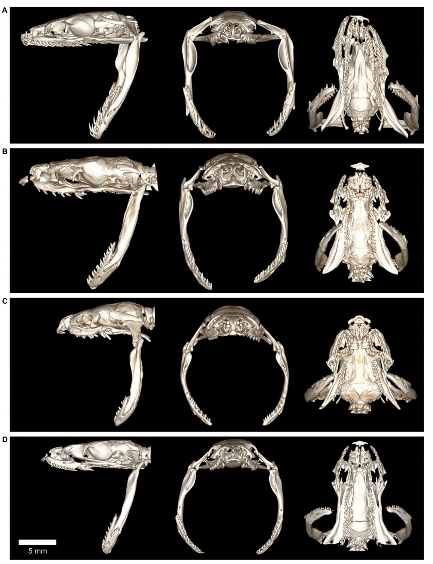Crab Snakes 1