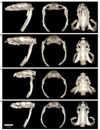 Crab Snakes 1