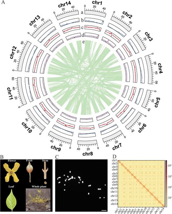Summary of the Fsus-CHAU genome and its associated phenotypic characteristics.