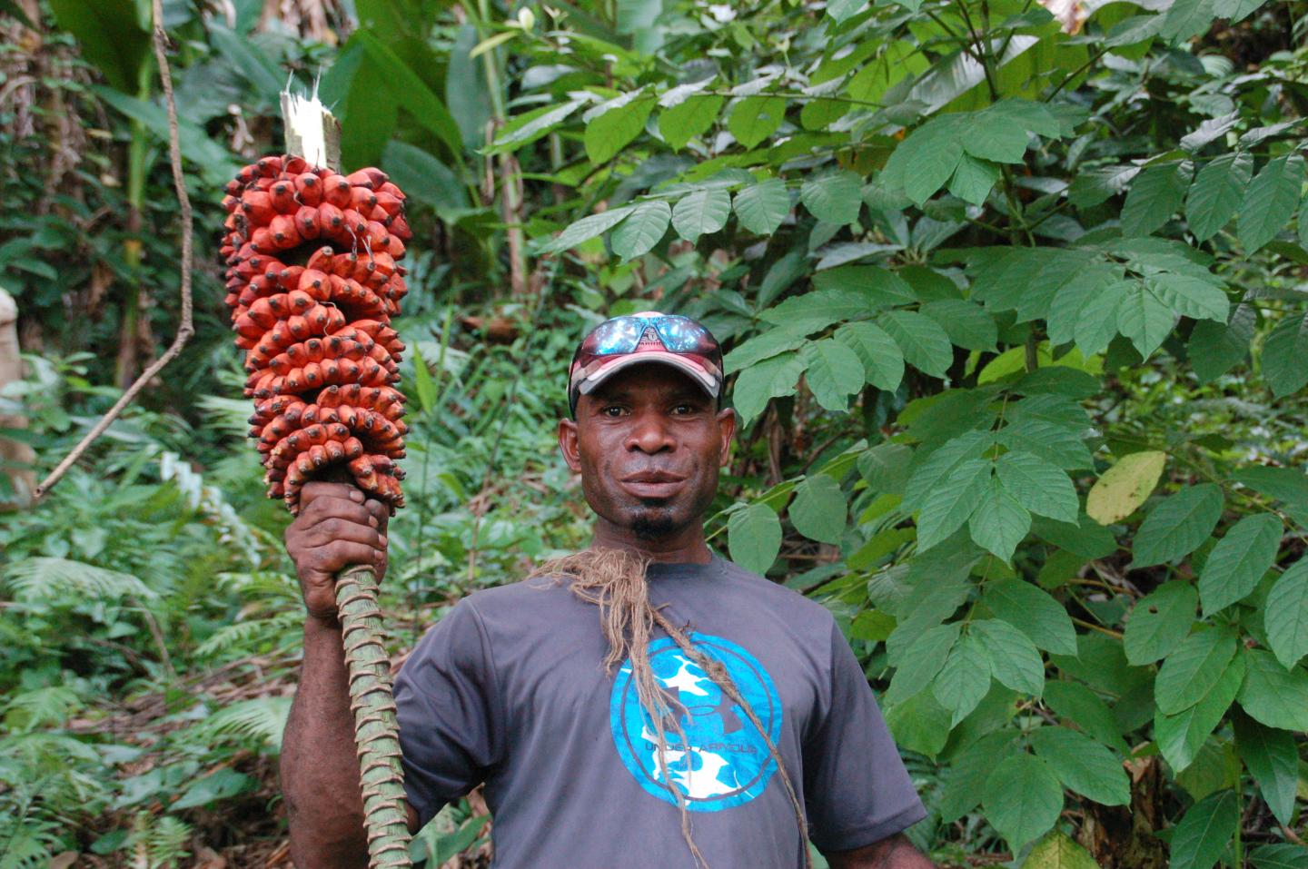 Bananos silvestres en PapÃºa Nueva Guinea (1)